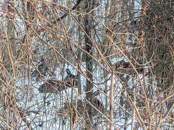 3rd image of 0 Kuhn Run Rd Tract 10