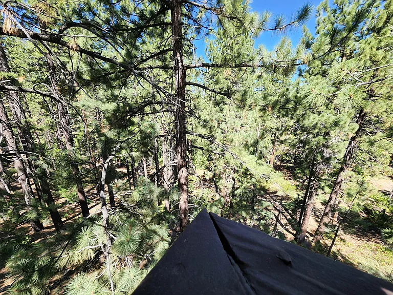 Upper Back Deck view of natural forest