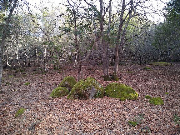 Mossy boulders Landscaping 