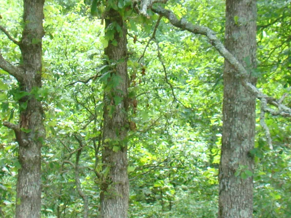 Tbd State Route Y, Mountain View, MO 65548