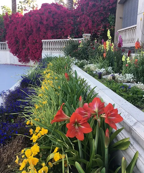 abundant flowers and bougainvillea.