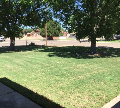View of front lawn