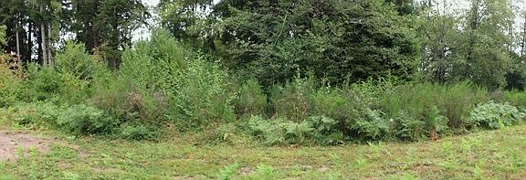 Private backyard area that fronts Camp Creek.