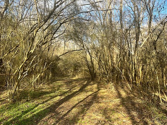 Trail accessing wildlife food plot on south side of property