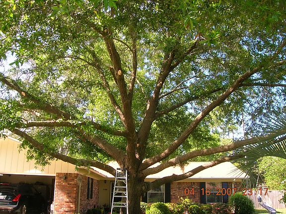SHADY OAK