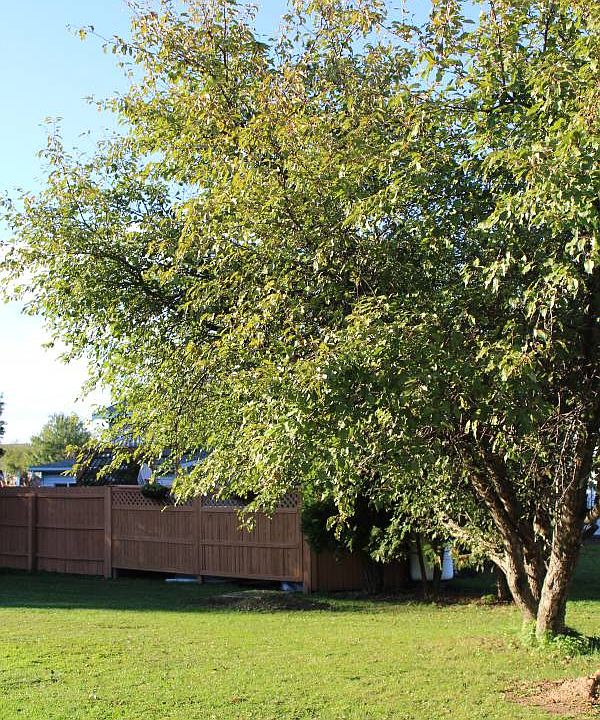 Mature Crab Apple Tree 