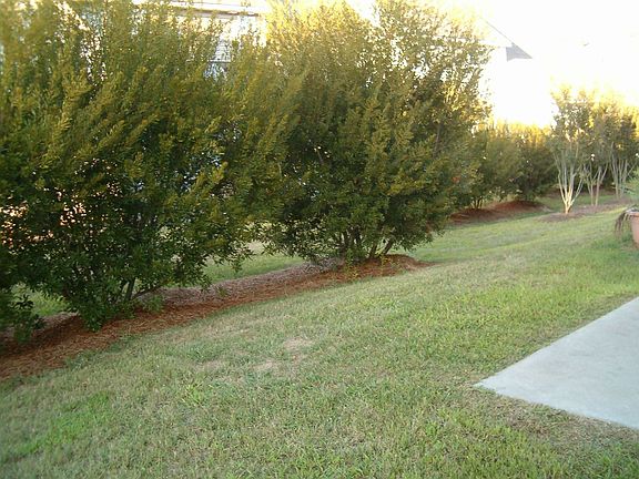 back yard