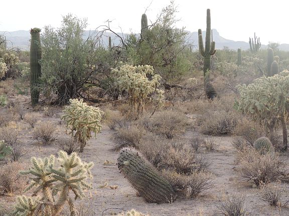 2nd image of 11151 N Camino De Oeste