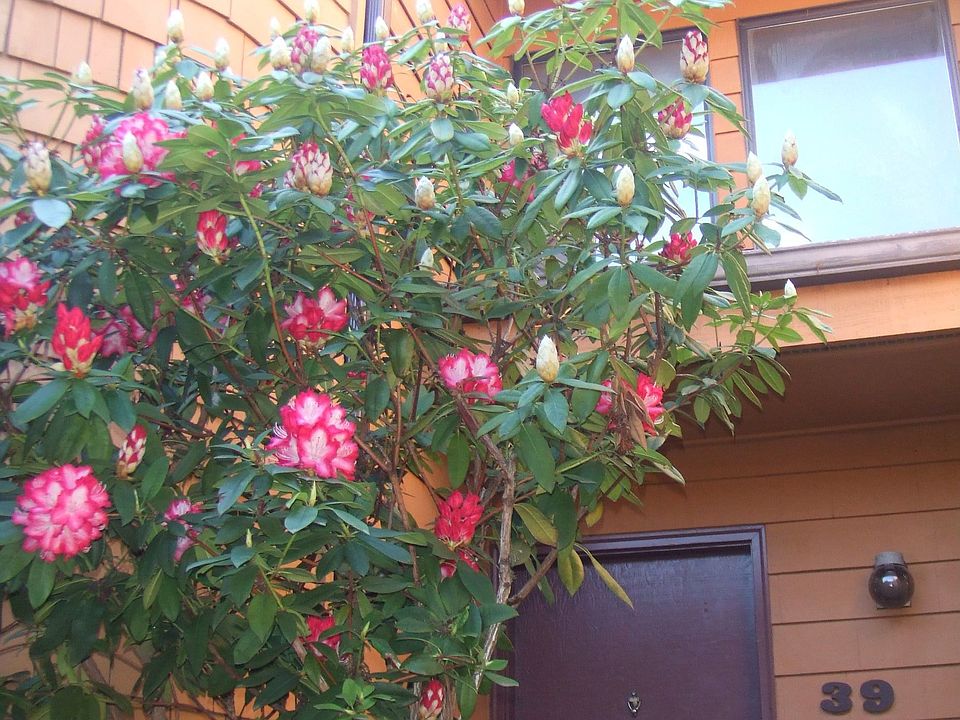 1st image of 11502 NE 128th St APT 39