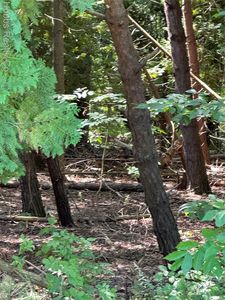 2935 Gary Rd, Montrose, MI, 48457