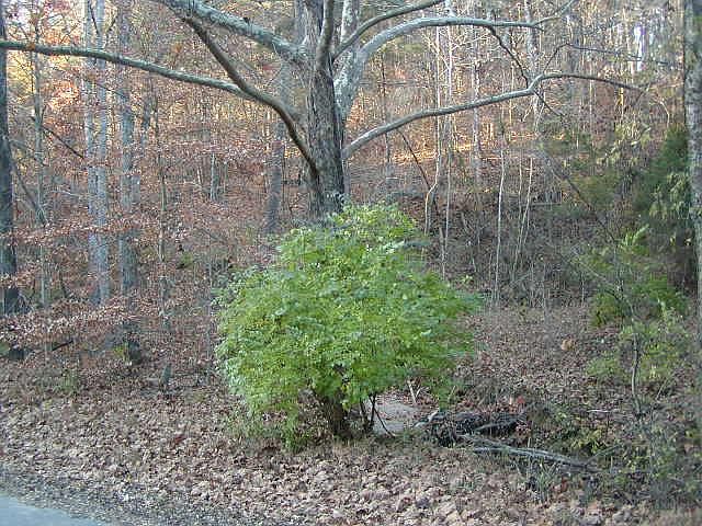 2nd image of 78 Green Valley Dr