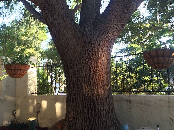 Tree inside front courtyard