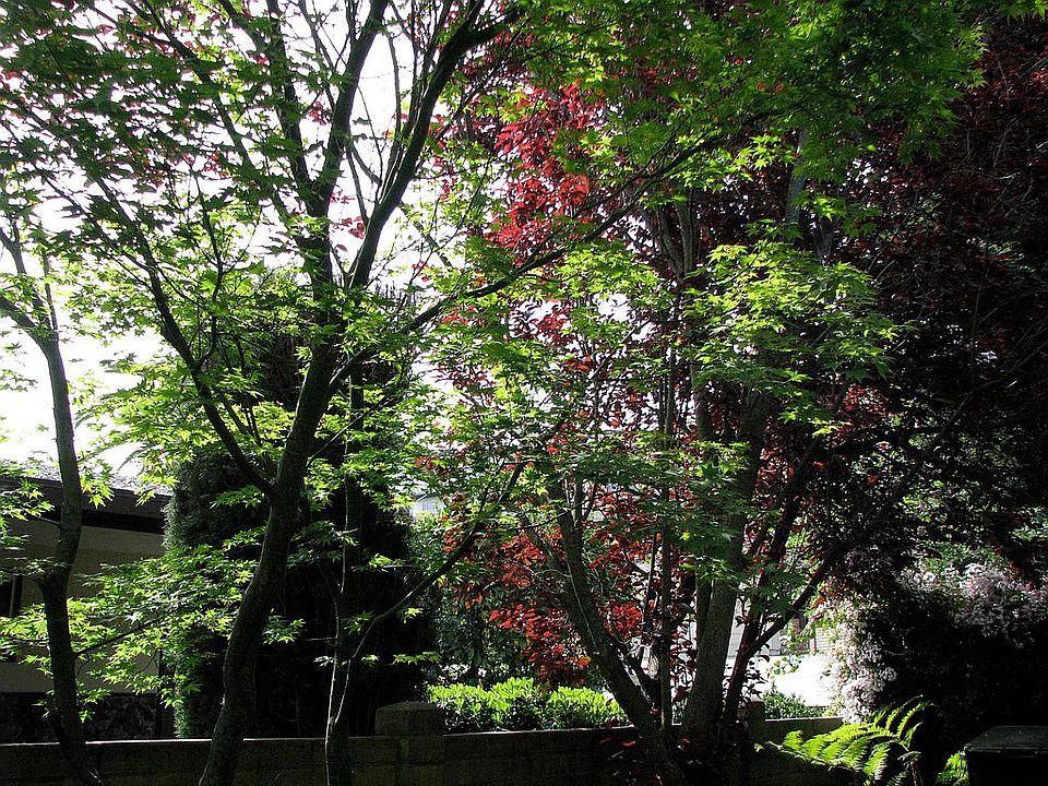 Side yard