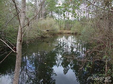 Pond