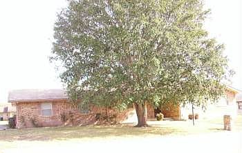 1st image of 220 W Driftwood Dr