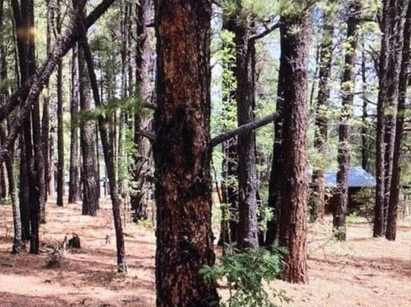 28 County Road 2079, Alpine, AZ 85920