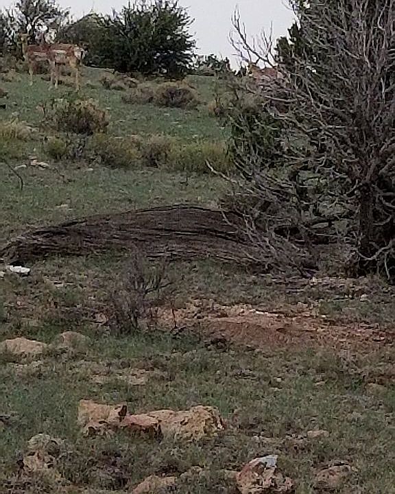 1st image of 339 S San Luis Dr