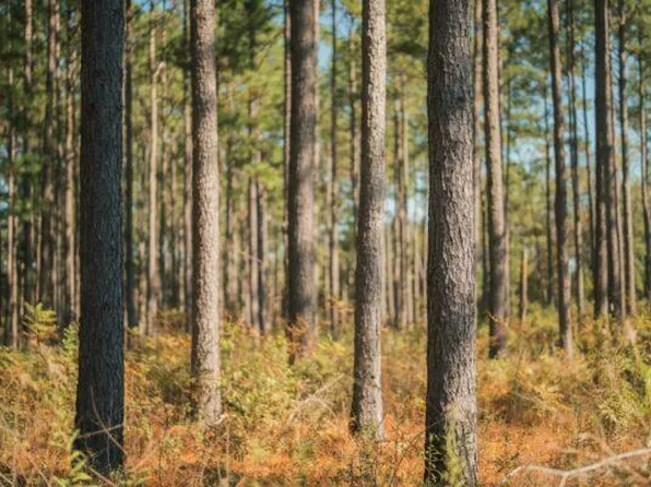 Strickland Rd, Cairo, GA 39828