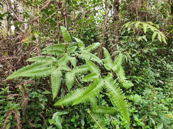Pikake Rd Lot 60, Pahoa, HI 96778