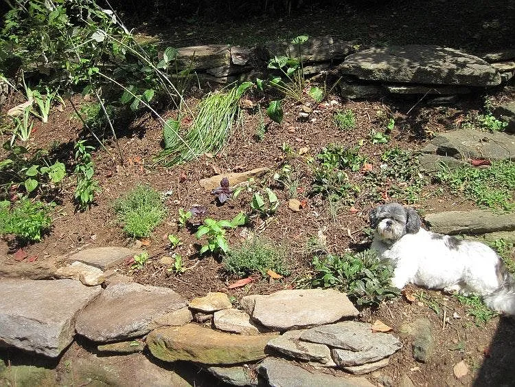 Herb garden outside of kitchen window