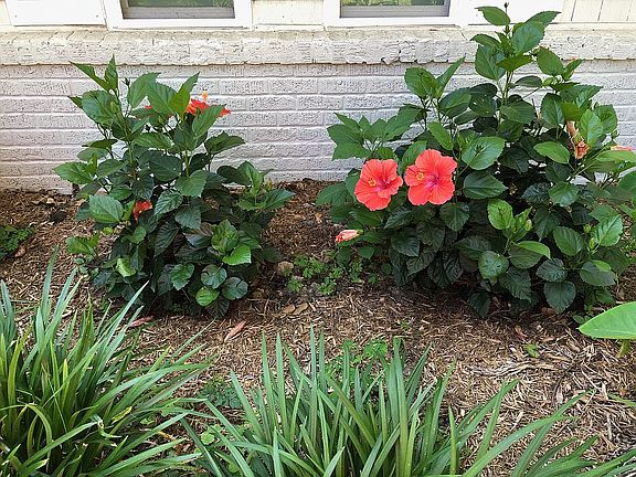 Paradise Red hibicus