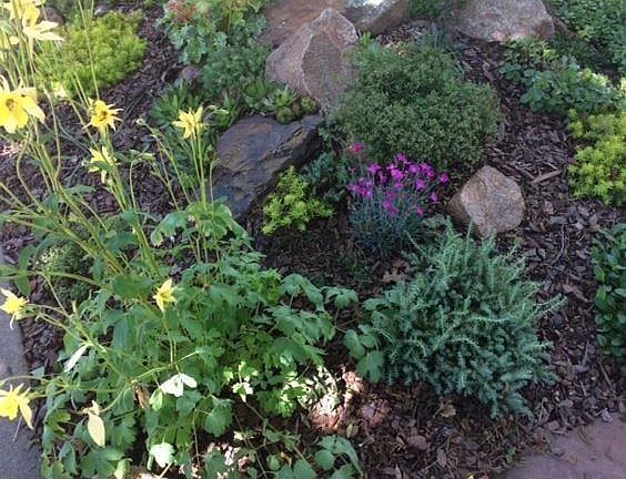 Xeriscape Perennial Garden