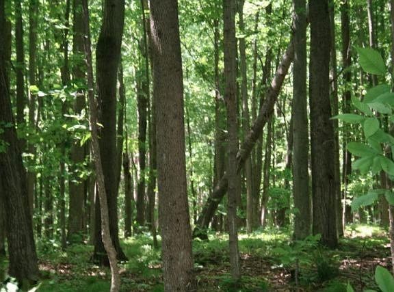 4th image of Lawrence Dr