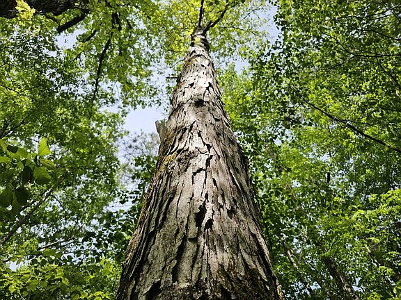 The white oak on the property is almost old enough to bear acorns.