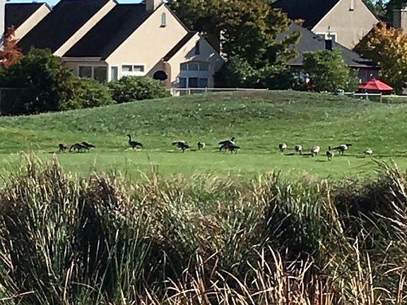 Geese on the Green