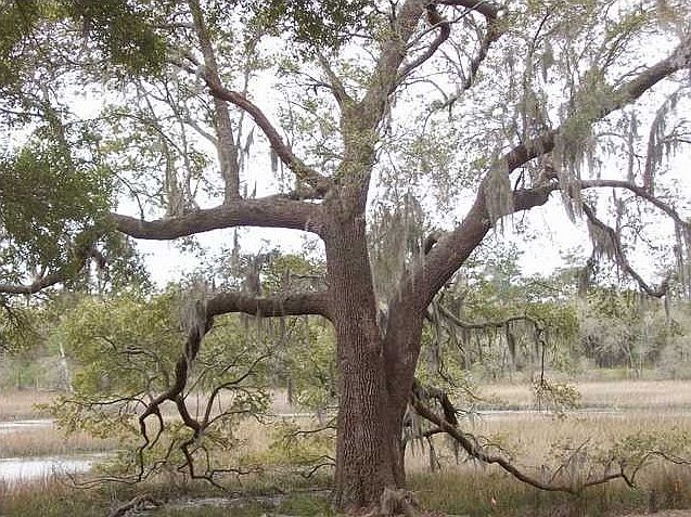 1st image of 200 Old Hickory Xing