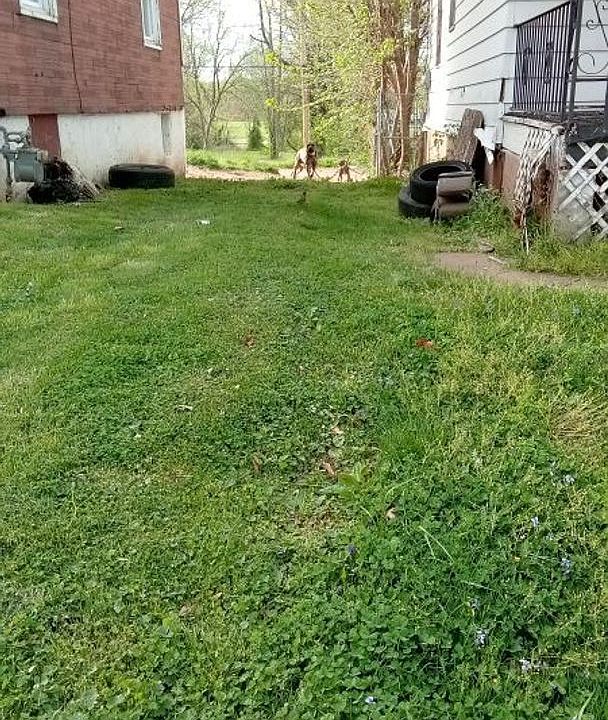 5037 Plover Ave, Saint Louis, MO 63120 Zillow