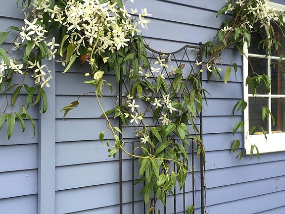 Pretty flowers and plants.