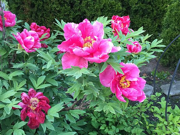 Tree peony in May