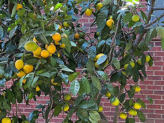 1 o3 satsumas