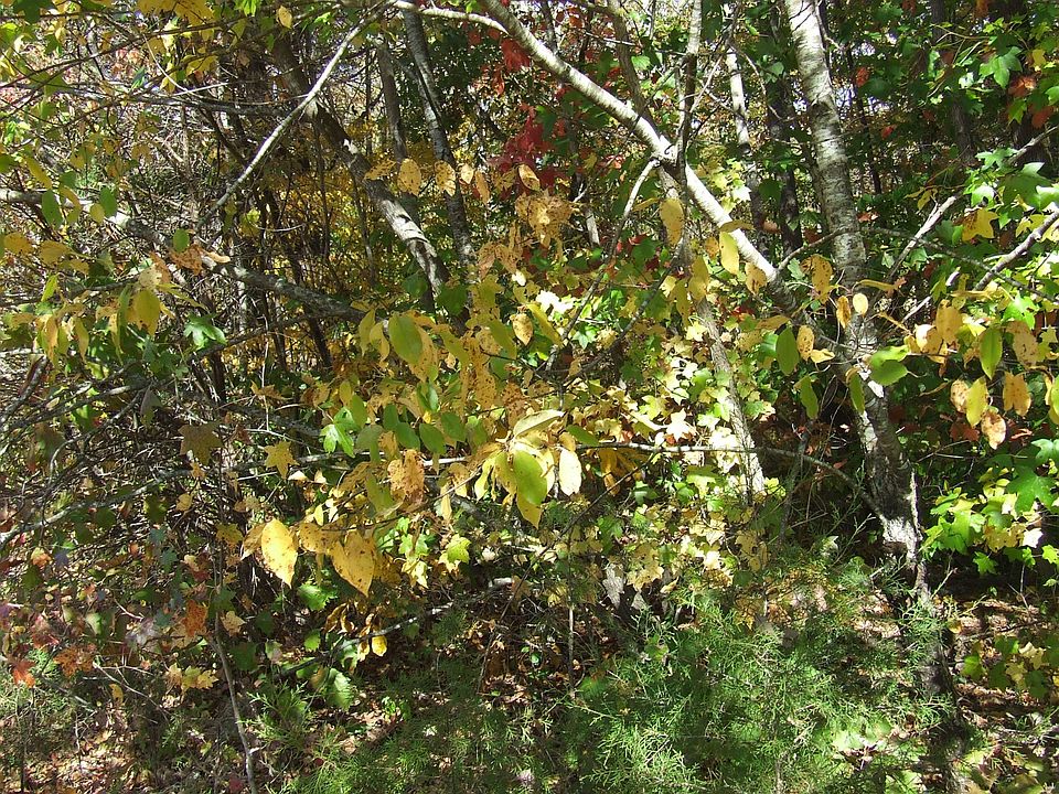 1st image of 0 George Hollands Ln