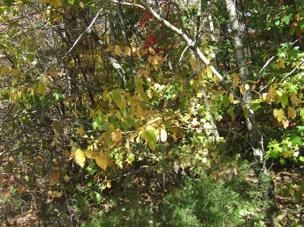 0 George Hollands Ln, Spencer, TN 38585