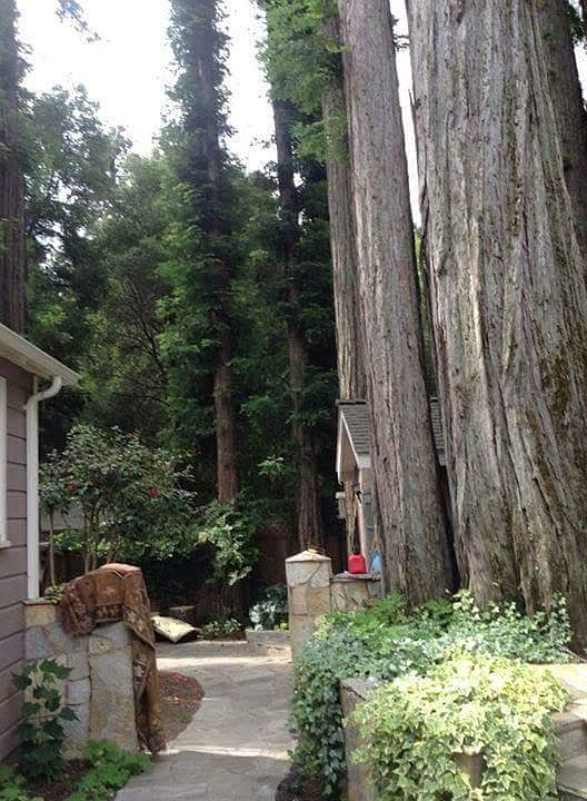 Pathway to back deck and artist studio