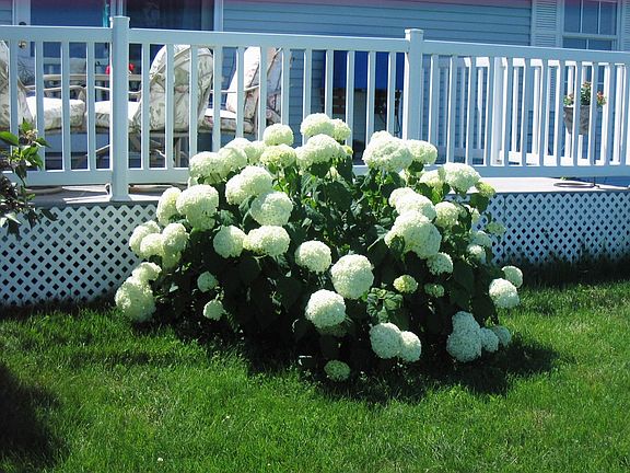 maintenance free deck