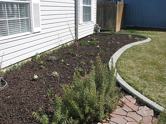 Front Yard- Spring
