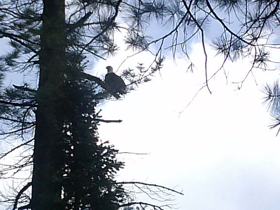 Eagle nest by the lake