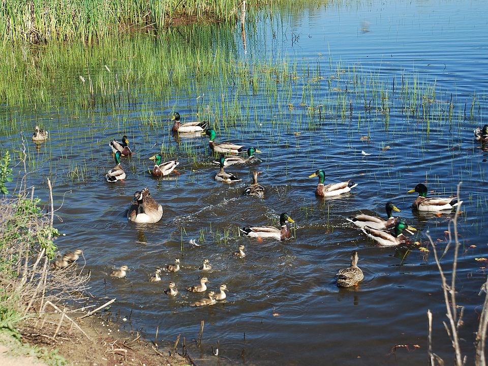 Pond in the community