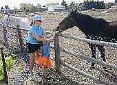 Horse area