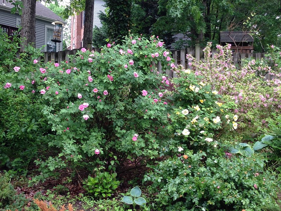 Priv Yard w/Perennial Garden