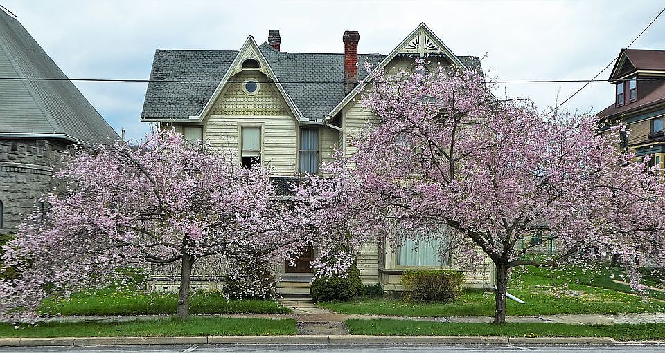 Blooming cherry trees