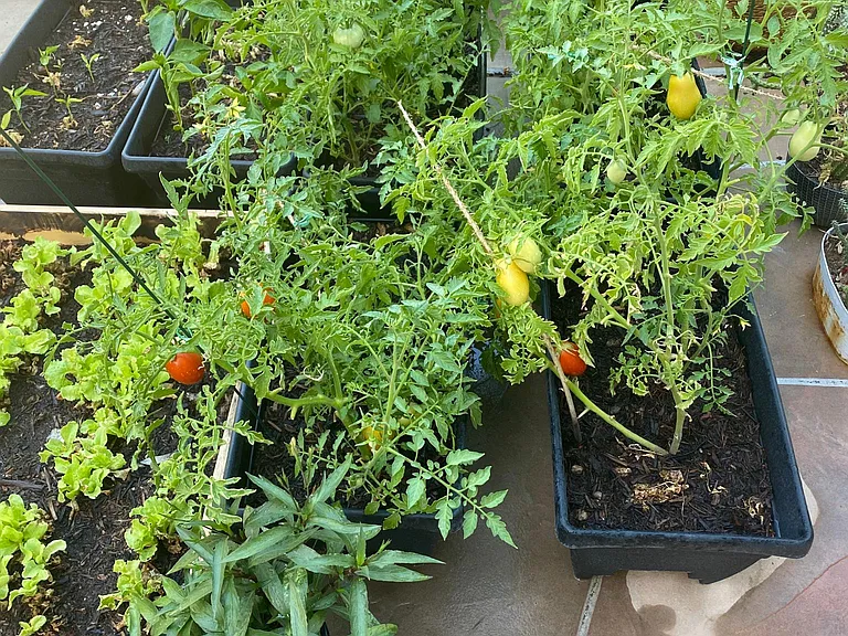 Tomatoes and Bell Peppers in the backyard. You can eat anytime