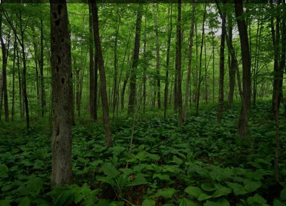 1st image of woodland