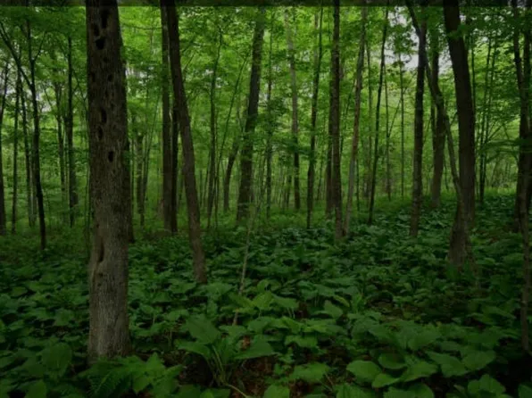 woodland, Manorville, NY 11949