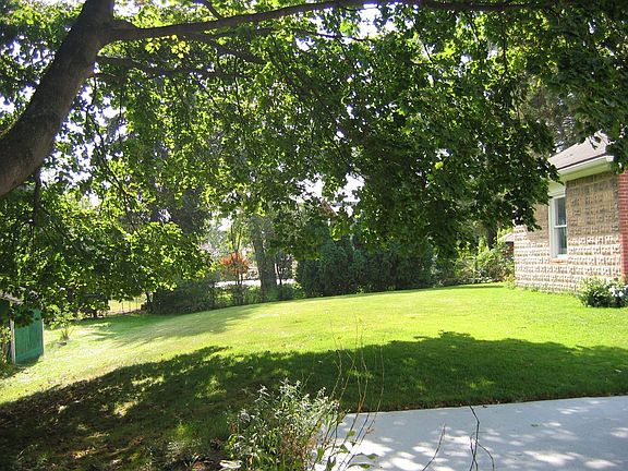 back yard/large tree 