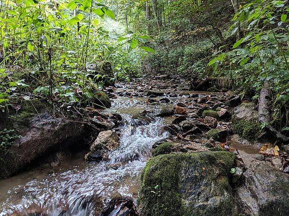 Left Fork Bean's Creek