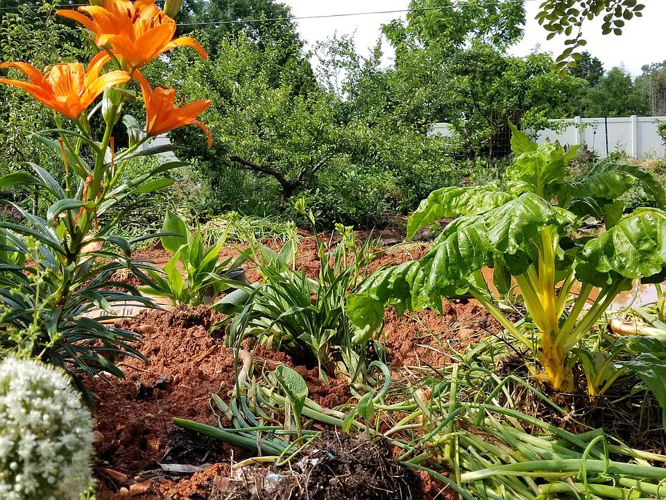 View into the food forest...many months of the year there is free food to forage...